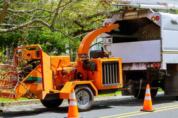 Professional Tree Removal and Landscaping Services in Troy, MO